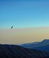 © Mark Chinnick: Evening Swallows over Las Alpujarras